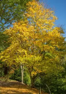 Acer Cappadocicum or Cappadocian Maple in Autumn, showing stunning leaf colours, buy online UK