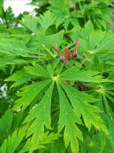 Acer japonicum Aconitifolium Japanese Maple with deeply lobed leaves