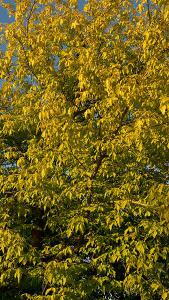 Acer Freemanii Freemans Maple Mature Specimen Trees for Sale