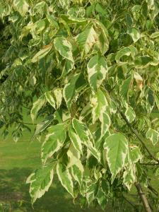 Acer Negundo Aureomarginatum Box Elder, a small deciduous tree with variegated foliage that will reach max 7 metres. Foliage has yellow-white coloured margin 
