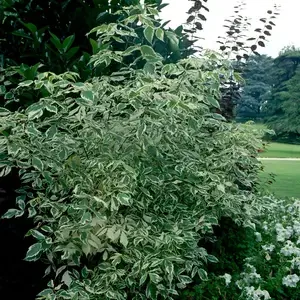 Acer Negundo Variegatum or Ashleaf Maple showing summer foliage of variegated bright green leaves with a white margin