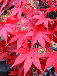 Acer Palmatum leaves in Autumn, showing vibrant crimson foliage