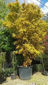 Acer Palmatum Katsura tree with Spring foliage. Japanese Acers to buy online UK delivery