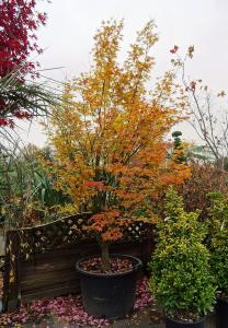 Acer Palmatum Orange Dream tree with Autumn foliage, for sale online UK
