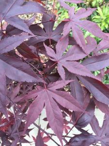 Acer Palmatum Red Emperor or Japanese Maple Red Emperor, leaf colour in May