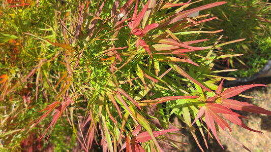 Acer palmatum Red Pygmy Japanese Maple with fine red strap like leaves