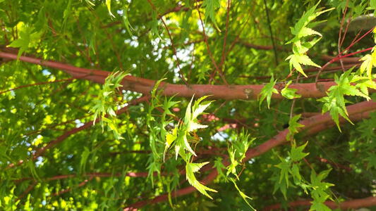 Acer palmatum Sango Kaku coral bark maple with golden yellow foliage and red stems