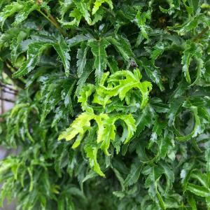 Acer shishigashira with dense, crinkled green foliage