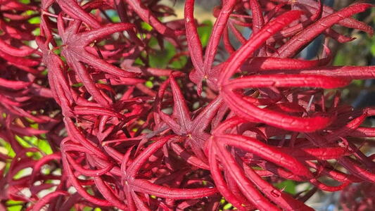 Acer palmatum Starfish Japanese Maple with deep red curled lobed leaves
