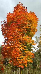 Acer Platanoides Columnare, or Norway Maple Columnare