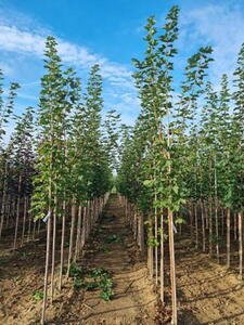 Acer Platanoides Deborah full standard trees for sale online UK
