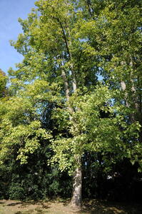 Acer Pseudoplatanus Leopoldii trees for sale online with UK delivery