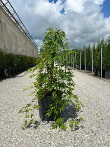 Acer Palmatum Ryusen Japanese Maple