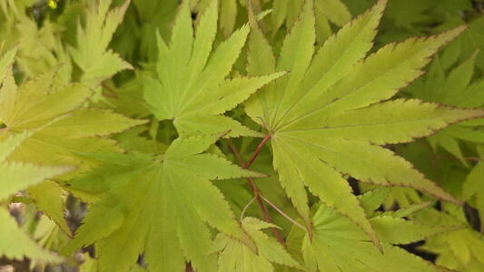 Acer shirasawanum Jordan Japanese Maple with bright yellow foliage and red new growth