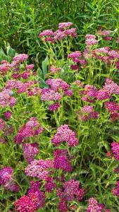 Achillea Millefolium Cerise Queen. Yarrow Cerise Queen, flowering perennials for sale online UK delivery.
