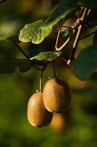 Actinidia Deliciosa Jenny Boskoop or Kiwifruit Jenny Boskoop, hardy self-pollinating kiwifruit climber