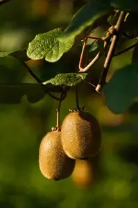 Actinidia Deliciosa Jenny Boskoop or Kiwifruit Jenny Boskoop, hardy self-pollinating kiwifruit climber