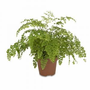 Adiantum Fragrans Delta Maidenhair Fern, Venus Hair Fern - Indoor Fern