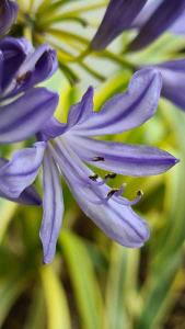 Agapanthus Silver Moon or African Lily Silver Moon, a dwarf variety with variegated foliage