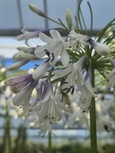 Striking African Lily with unique blue and white flowers.