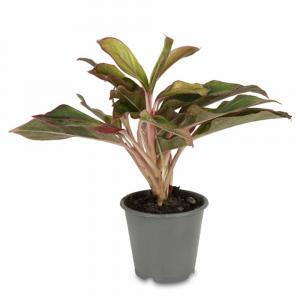 Aglaonema Crete Chinese Evergreen Indoor House Plant