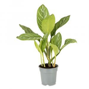 Aglaonema Stripes Chinese Evergreen Tropical Indoor Plant