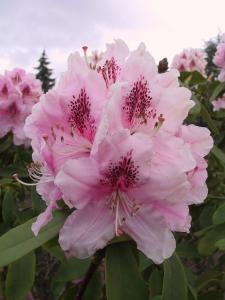 Stunning evergreen shrub with large clusters of white flowers with a soft yellow centre. Blooming in late spring. Its dark green foliage creates a perfect backdrop for its beautiful blooms.