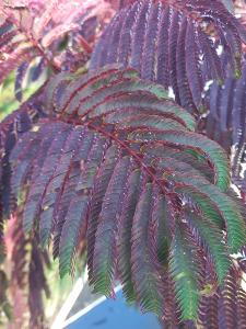 Albizia julibrissin Summer Chocolate with deep purple foliage