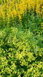 Alchemilla Mollis or Ladys Mantle Semi Evergreen Perennial
