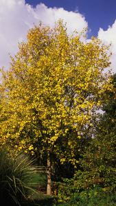 Alnus Incana, also known as Grey Alder is a fast growing deciduous tree, will grow in poor, dry soils so is good for reclaiming neglected land, buy UK.
