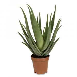 Aloe Vera or First Aid Plant