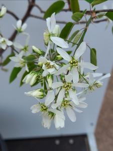 Amelanchier Lamarckii white flowers in Spring