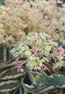 Aralia Elata Variegata or Variegated Japanese Angelica Tree