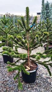 Araucaria Araucana trees also known as Monkey Puzzle Tree, available to buy online, many sizes and great prices for UK delivery.