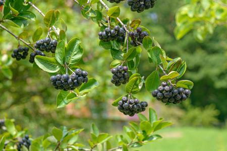 Purple Fruits of the Chokeberry Viking