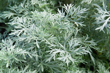 Artemisia Powis Castle. Wormwood Powis Castle or Mugwort, attractive Silver Foliage, buy online with UK delivery