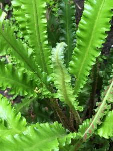 Asplenium Scolopendrium Angustatum fern showing new fronds