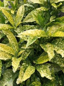 Aucuba Japonica Shrubs, showing variegated evergreen leaves in summer in the UK