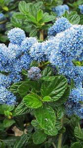 Ceanothus, Evergreen Shrubs, Paramount Plants and Gardens UK, specialist London garden centre and online shop, UK.