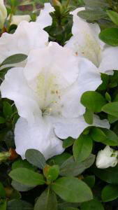 azalea dorothy hayden
