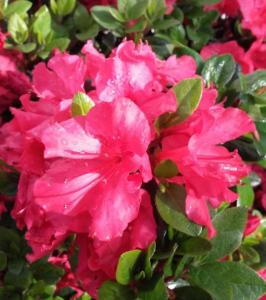Azalea Johanna evergreen shrub with red flowers