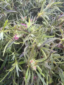 Azalea Stenopetalum Linearifolium