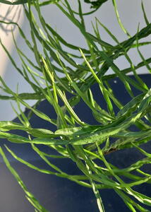 Baccharis Genistelloides