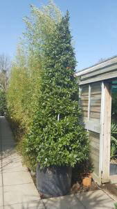 Bay Pyramid, Laurus Nobilis, Topiary, London UK