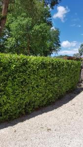 Bay Tree Hedging