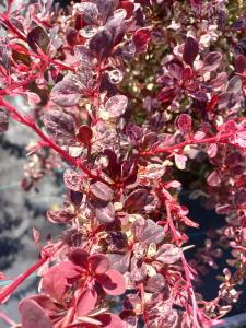 Berberis Thunbergii F Atropurpurea Harlequin is known for its colorful foliage, featuring shades of purple, red, and yellow, and is perfect for adding a touch of drama to garden borders.