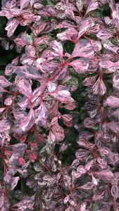 Berberis thunbergii Rose Glow - the new leaves emerge purple, silver-pink and bright rose later becoming purple.
