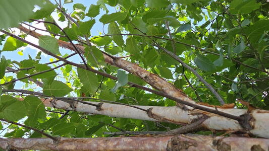 Betula Fascination birch tree with peeling white bark and upright habit