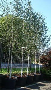 Betula Jacquemonti or the Himalayan Birch is a popular choice at this London specialist tree nursery.