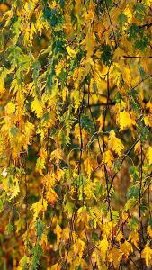 Betula Pendula Crispa or Swedish Birch also Betula pendula Laciniata, a medium sized tree with beautiful coloured foliage for autumn colour, buy online UK